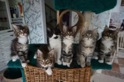 Mainská mývalí s PP