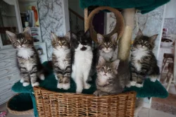 Mainská mývalí s PP