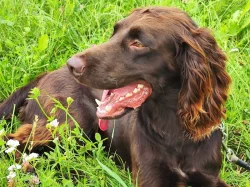 Nabízím psa německého křepeláka