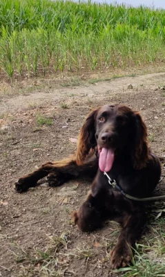 Nabízím psa německého křepeláka