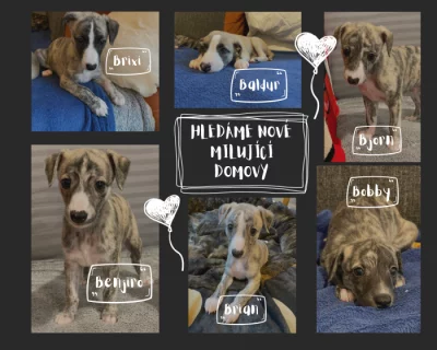 Prodej štěňátek whippetů/vipetů s PP