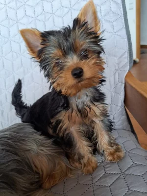 Štěňátka yorkshirského teriéra