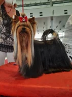 Štěňátka yorkshirského teriéra