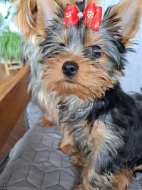 Štěňátka yorkshirského teriéra