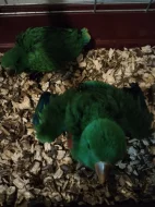 Eclectus polychloros