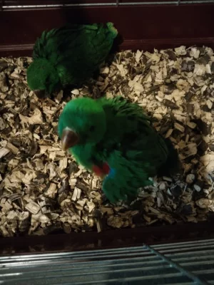 Eclectus polychloros