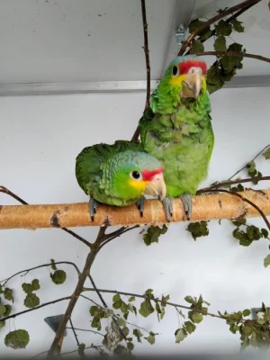 Amazoňan žlutolící