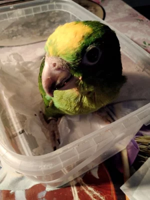 Amazoňan žlutohlavy surinamsky