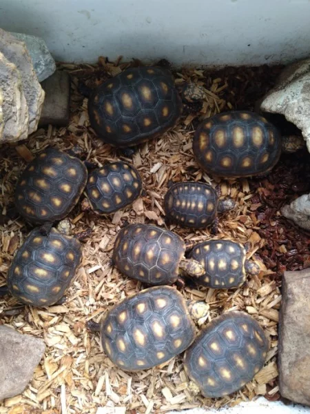 Prodám vlastní odchov želv uhlířských - Chelonoidis carbonaria