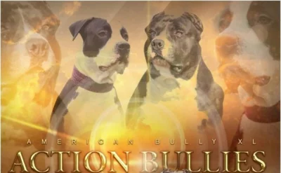American Bully XL