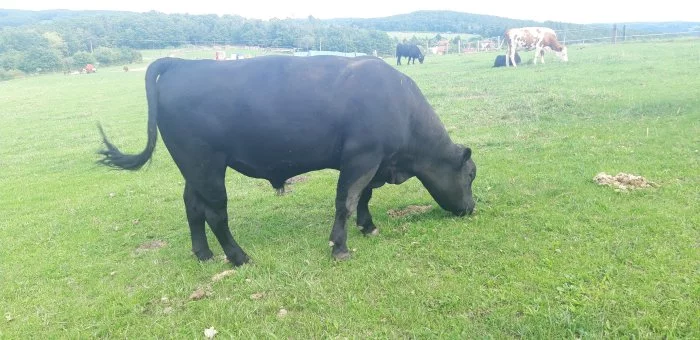 Prodáme býky do výkrmu nebo k porážce