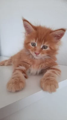 Prodám Mainské mývalí koťata bez PP