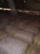 Letošní sláma ječná pšeničná