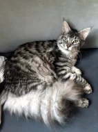 Casper - Mainská mývalí, s PP