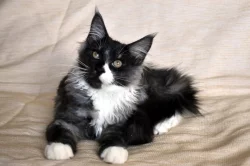 Casper - Mainská mývalí, s PP