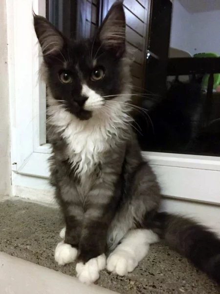 Casper - Mainská mývalí, s PP