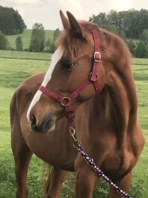 Odznaková 2-letá ryzka (Catango Z x Valát 33)