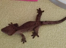 Pár pagekona řasnatého