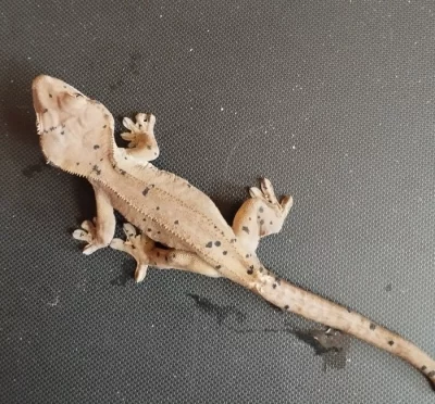 Pár pagekona řasnatého