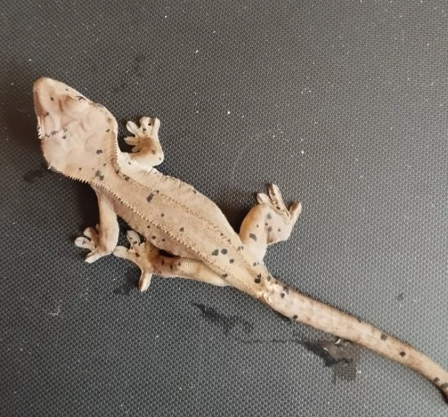 Pár pagekona řasnatého