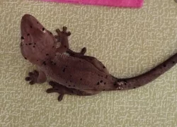 Pár pagekona řasnatého