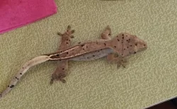 Pár pagekona řasnatého