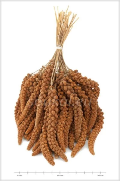 Senegalské proso