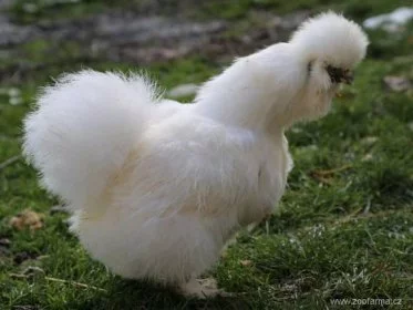 Hedvábnička velká