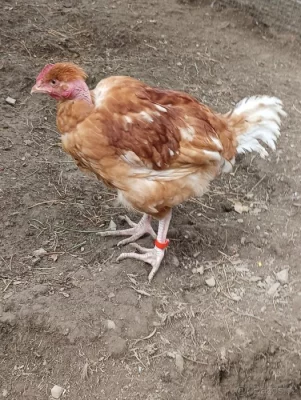 Broilerový kohout holokrk