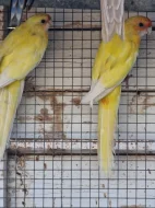 Letošní i starší