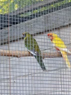 Letošní i starší