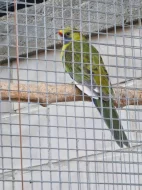 Letošní i starší