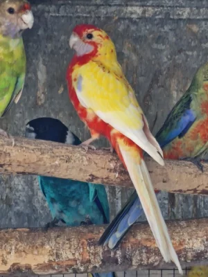 Letošní i starší