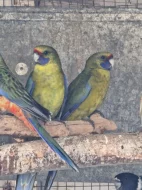 Letošní i starší