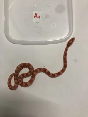 Užovka červená - Pantherophis guttatus