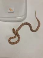 Užovka červená - Pantherophis guttatus