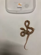 Užovka červená - Pantherophis guttatus