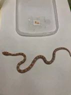 Užovka červená - Pantherophis guttatus