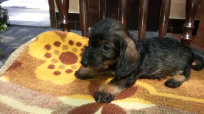 Jezevčík králičí drsnosrstý s PP