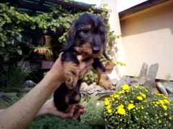 Jezevčík králičí drsnosrstý s PP