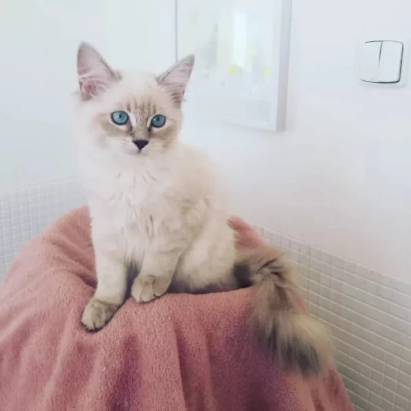 koťátka vzácné Neva Masquerade s PP