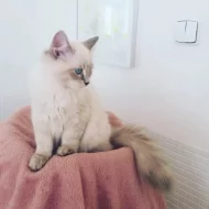 koťátka vzácné Neva Masquerade s PP