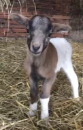 Jehňata - kamerun,dorper