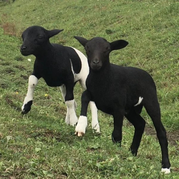Jehňata - kamerun,dorper