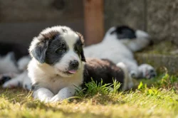 Štěňátka středoasijského pasteveckého psa s PP FCI