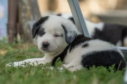 Štěňátka středoasijského pasteveckého psa s PP FCI