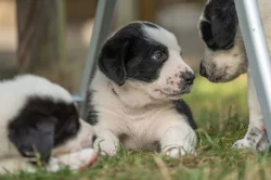 Štěňátka středoasijského pasteveckého psa s PP FCI