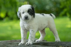 Štěňátka středoasijského pasteveckého psa s PP FCI