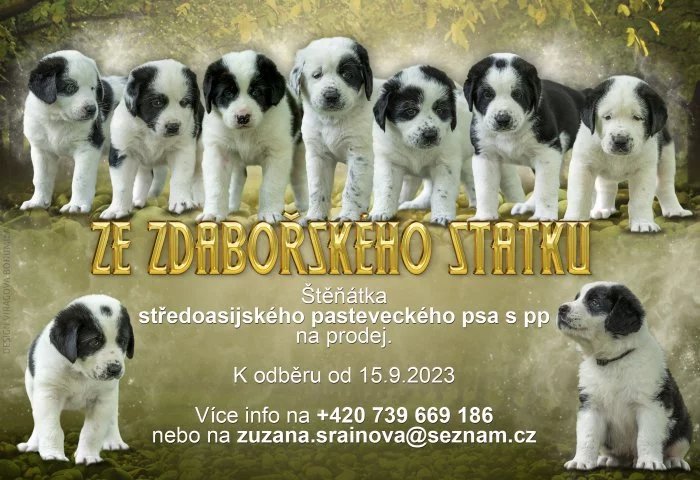 Štěňátka středoasijského pasteveckého psa s PP FCI