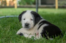 Štěňátka středoasijského pasteveckého psa s PP FCI